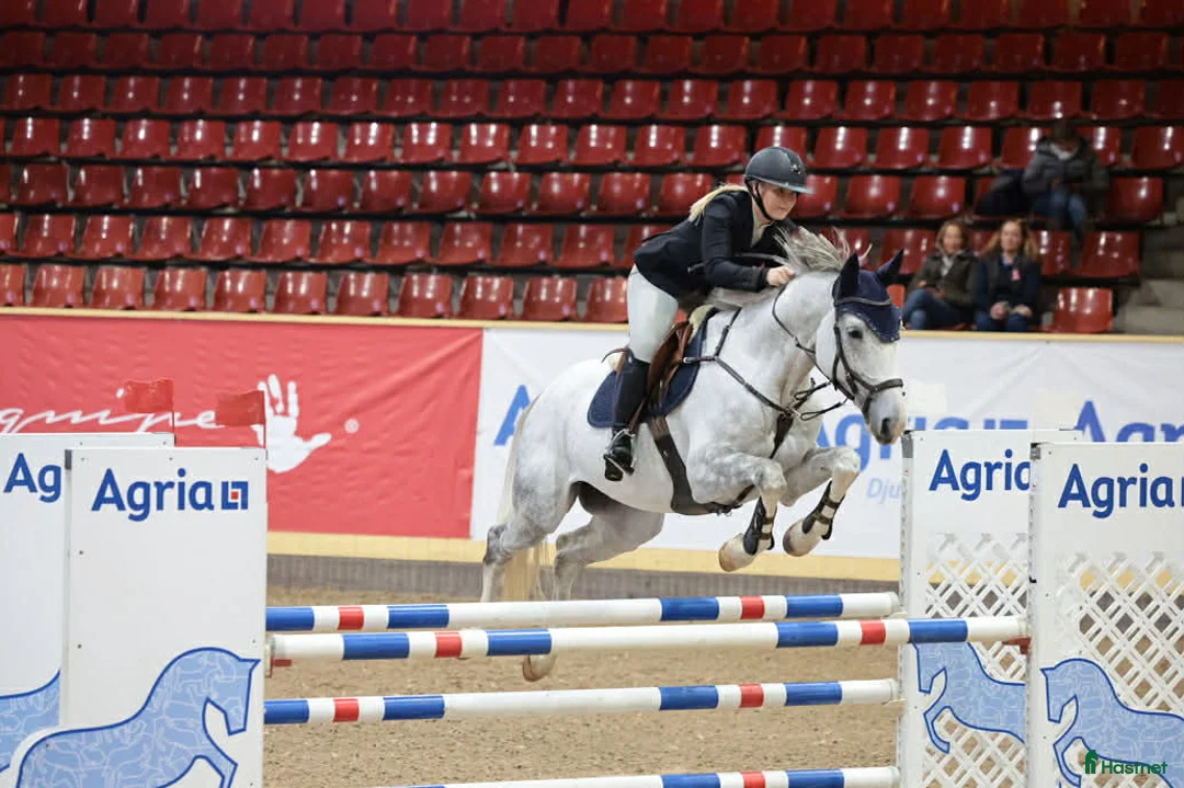 Hoppning hästar till salu: Hoppvalack med kapacitet  i Hamneda - Annons 2
