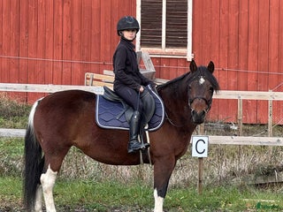 hästar i Vikbolandet - Annons 11