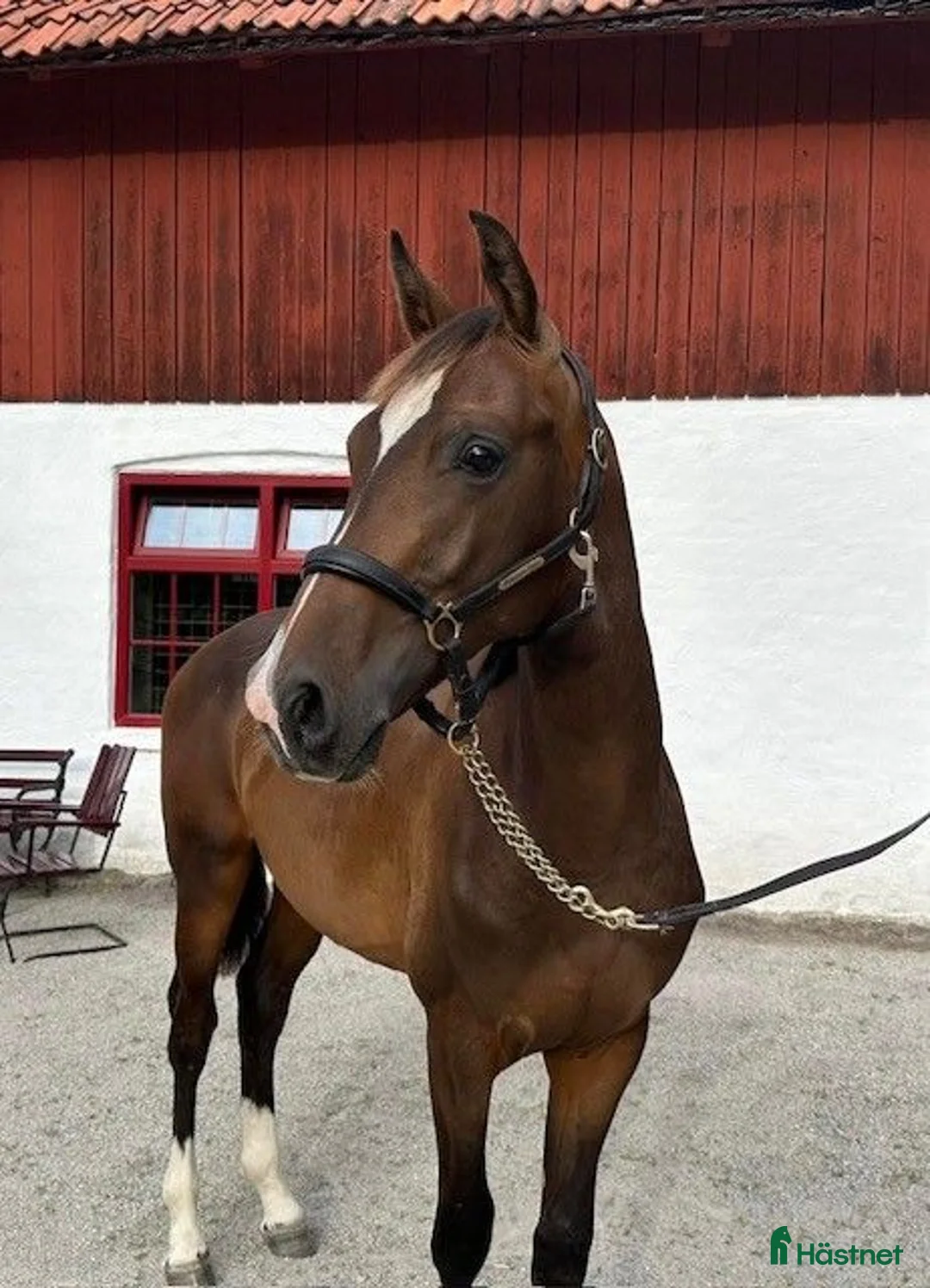 Hoppning hästar till salu: Lovande unghäst! - Annons 1