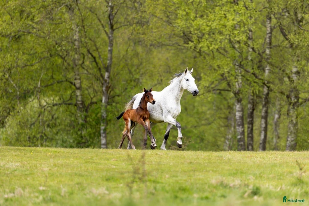 Hoppning hästar till salu: Fantastic Colt for Sale – by Hardrock Z x Indoctro i Ullared - Annons 2