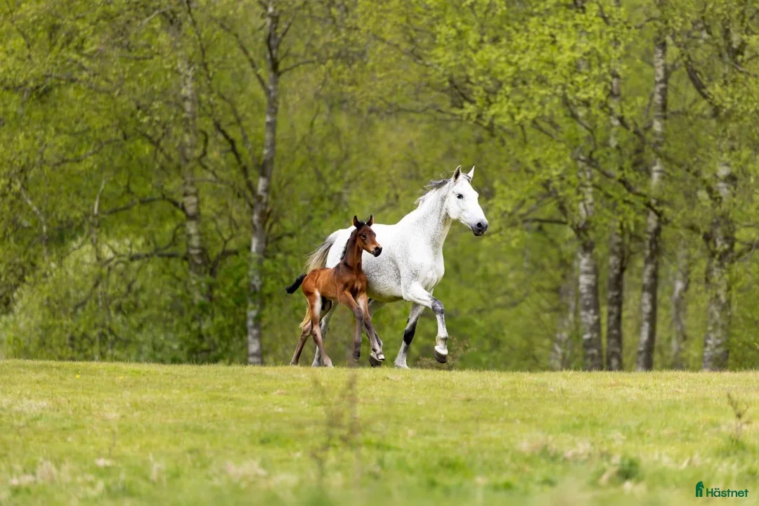 Hoppning hästar till salu: Fantastic Colt for Sale – by Hardrock Z x Indoctro i Ullared - Annons 2