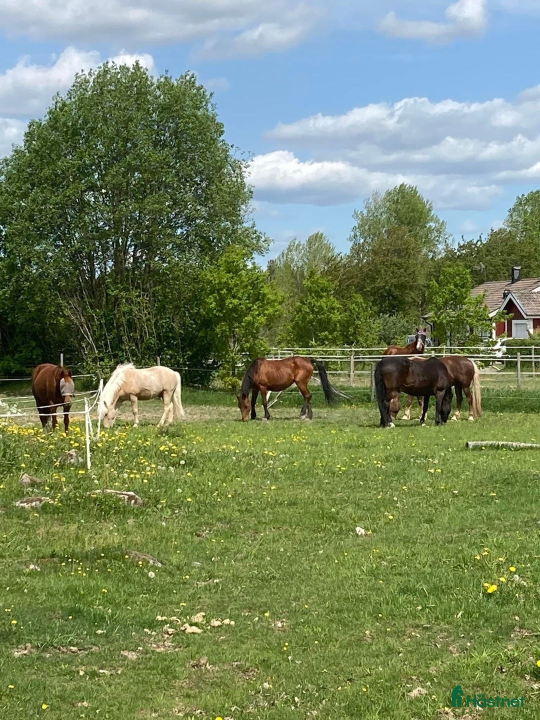  stallplats finnes: Lösdrift i Skeda Linköping i Vikingstad - Annons 2