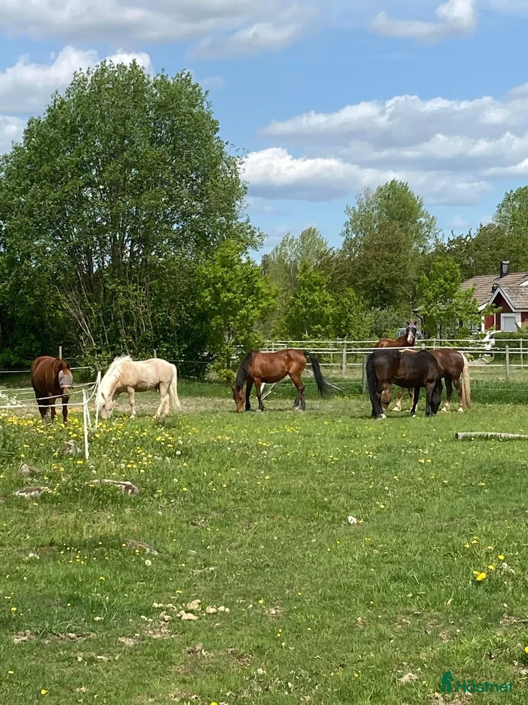  stallplats finnes: Lösdrift i Skeda Linköping i Vikingstad - Annons 2