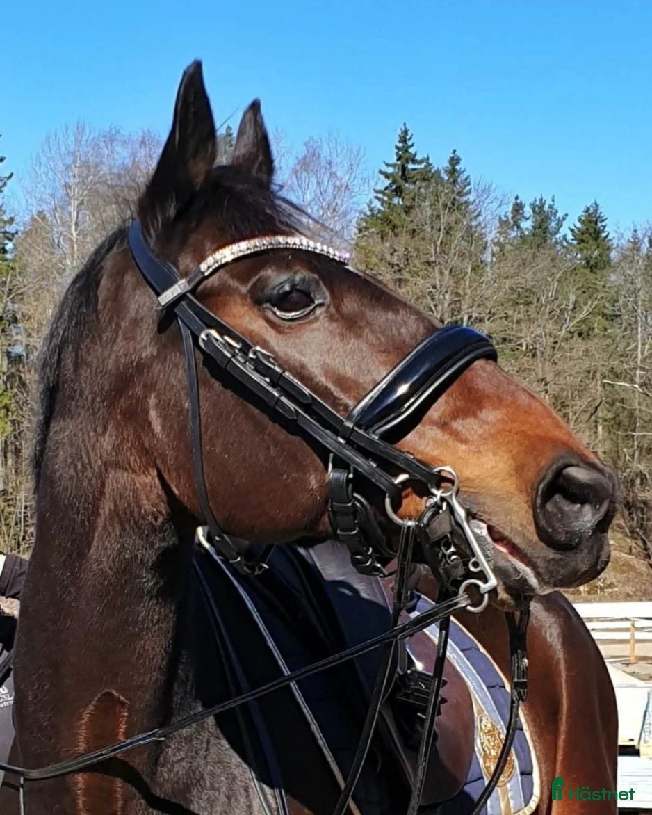 Träns hästutrustning Dyon Kandarträns Bred Lackad Nosgrimma - Annons 6