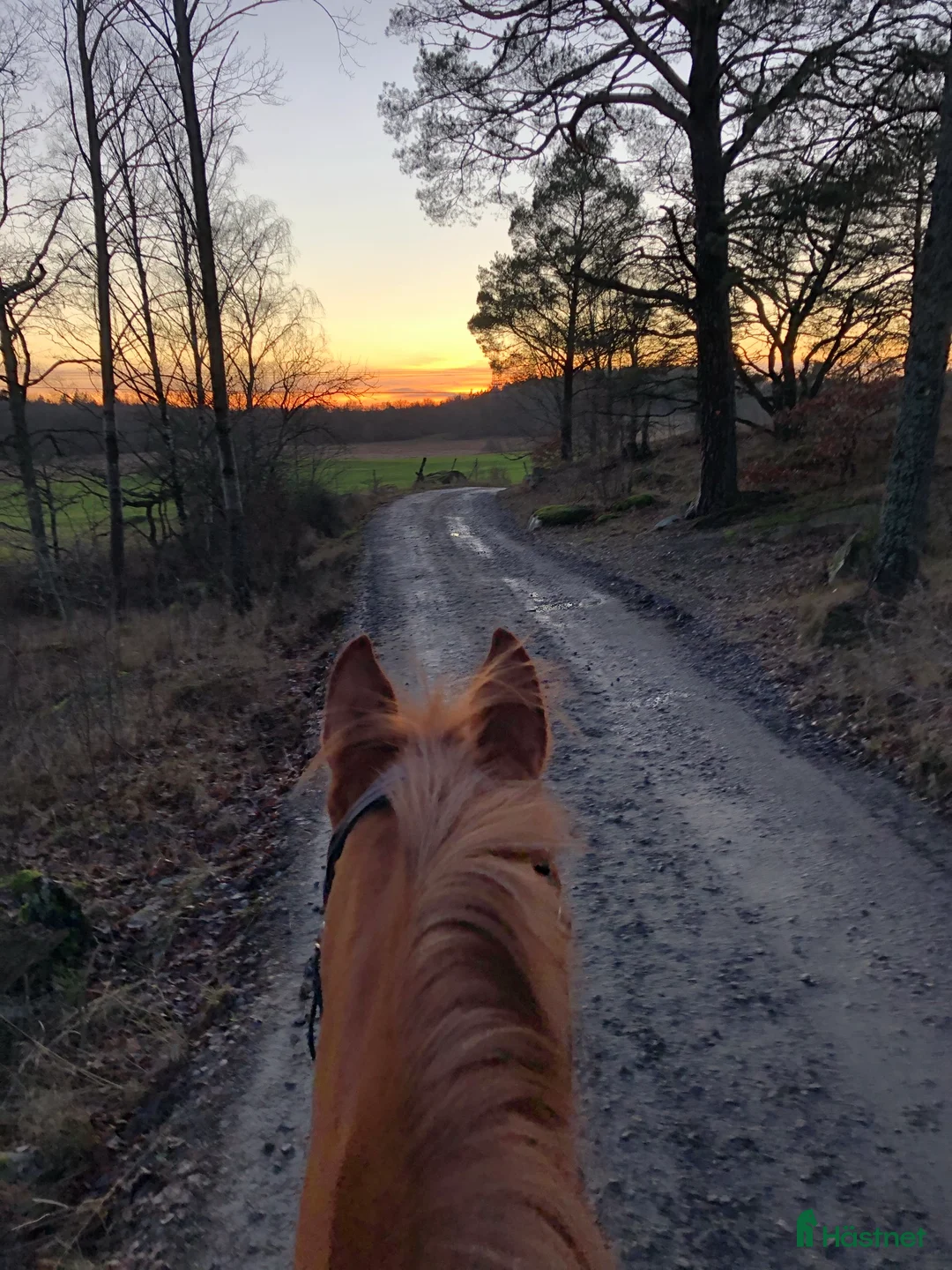  stallplats finnes: Ledig boxplats Ågesta - Farsta - Annons 2