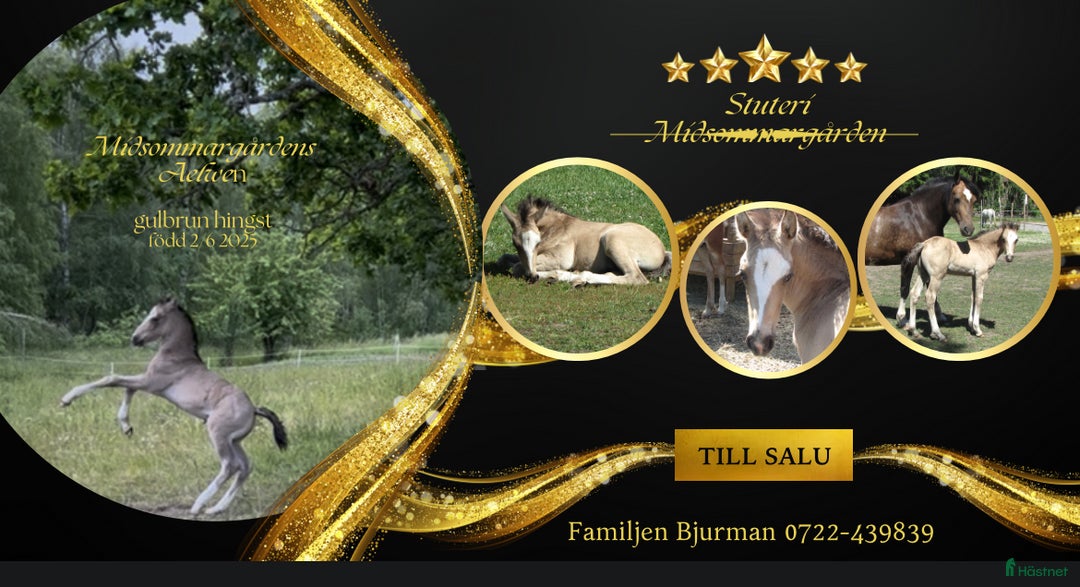 Allround hästar till salu: ⭐️ En lyxig Welsh Cob ⭐️ i Åtvidaberg - Annons 9