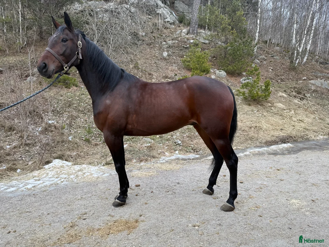 Trav hästar till salu: Fin travare som har framtiden för sig  i Uddevalla - Annons 2