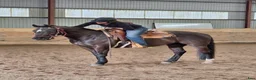 Western hästar till salu: Quarterhorse Western Övrigt - Annons 3