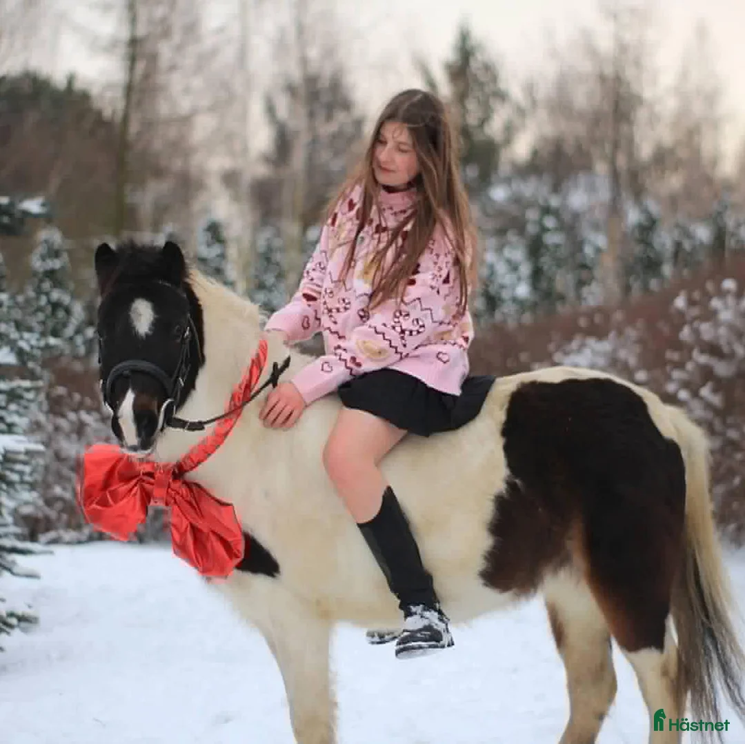 Hoppning hästar till salu: Beautifull jumping pony! i Ystad - Annons 5