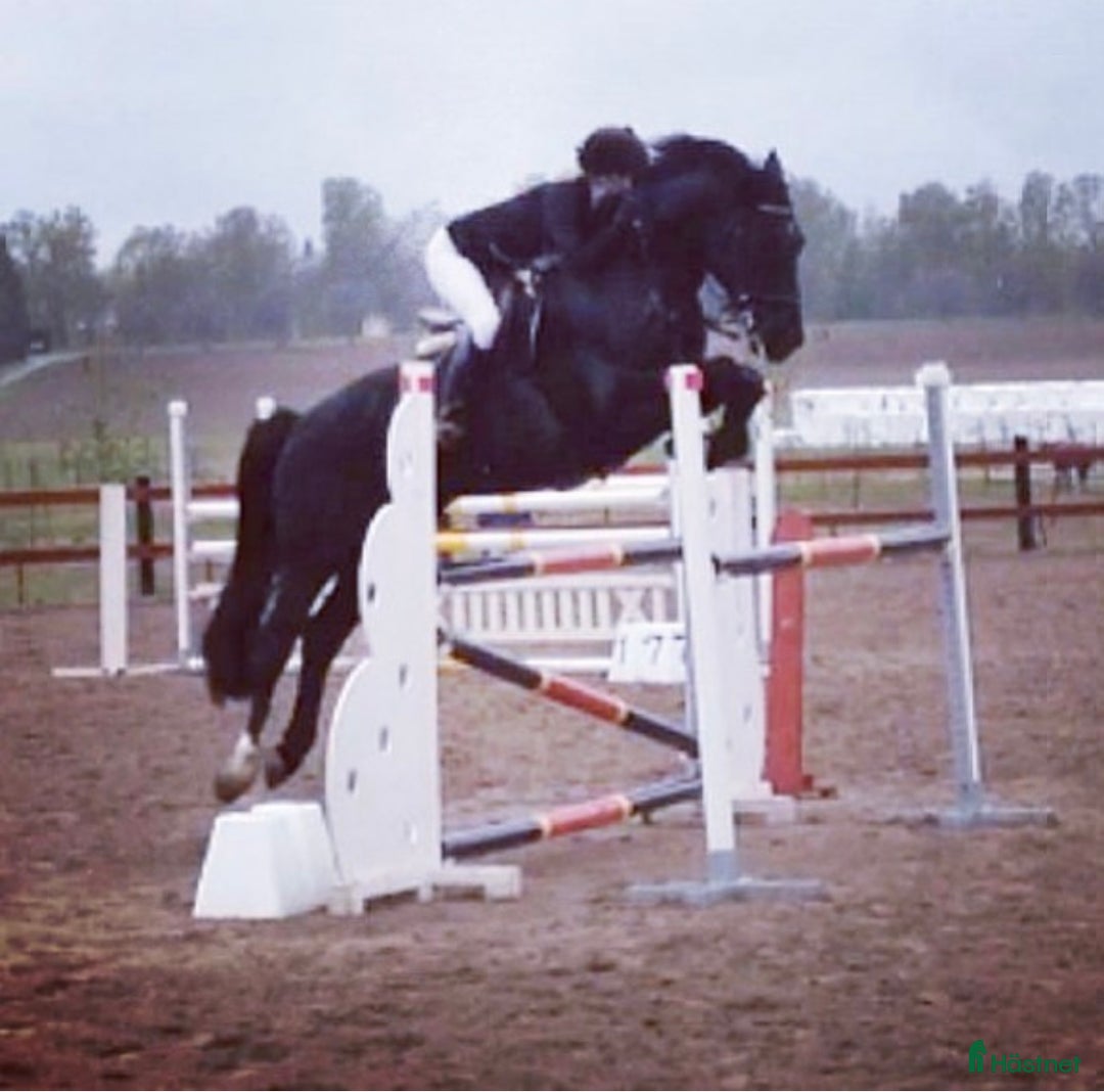  hästservice finnes: Ledig plats för ponny eller häst!  - Annons 1