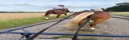  stallplats finnes: Tvärdala/Västra Husby - Annons 12
