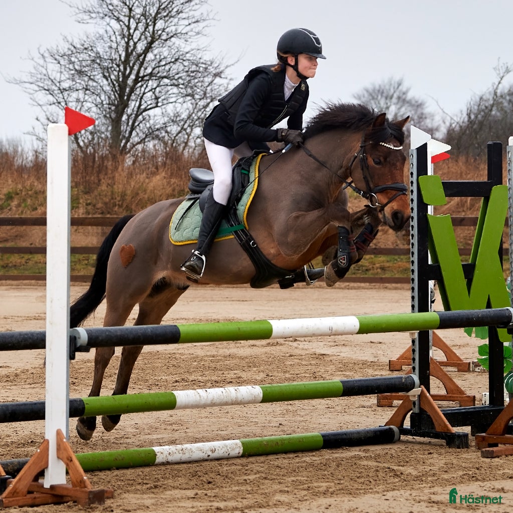  hästar Vältränad hopp-/dressyrponny - Annons 1