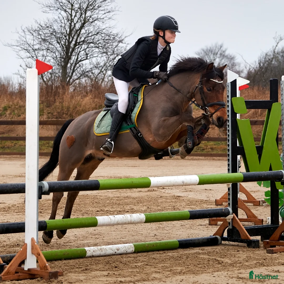 Hoppning hästar till salu: Vältränad hopp-/dressyrponny - Annons 1