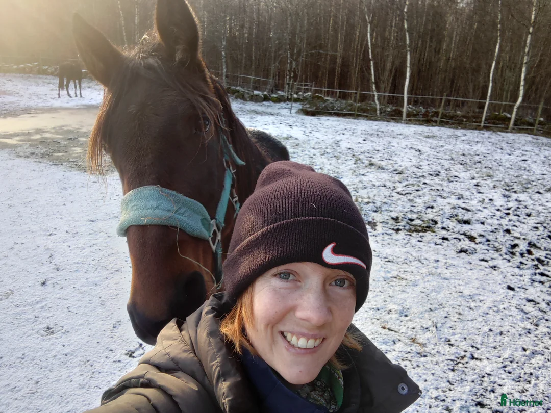 Allround hästar till salu: Gosig lustigkurre - Annons 4