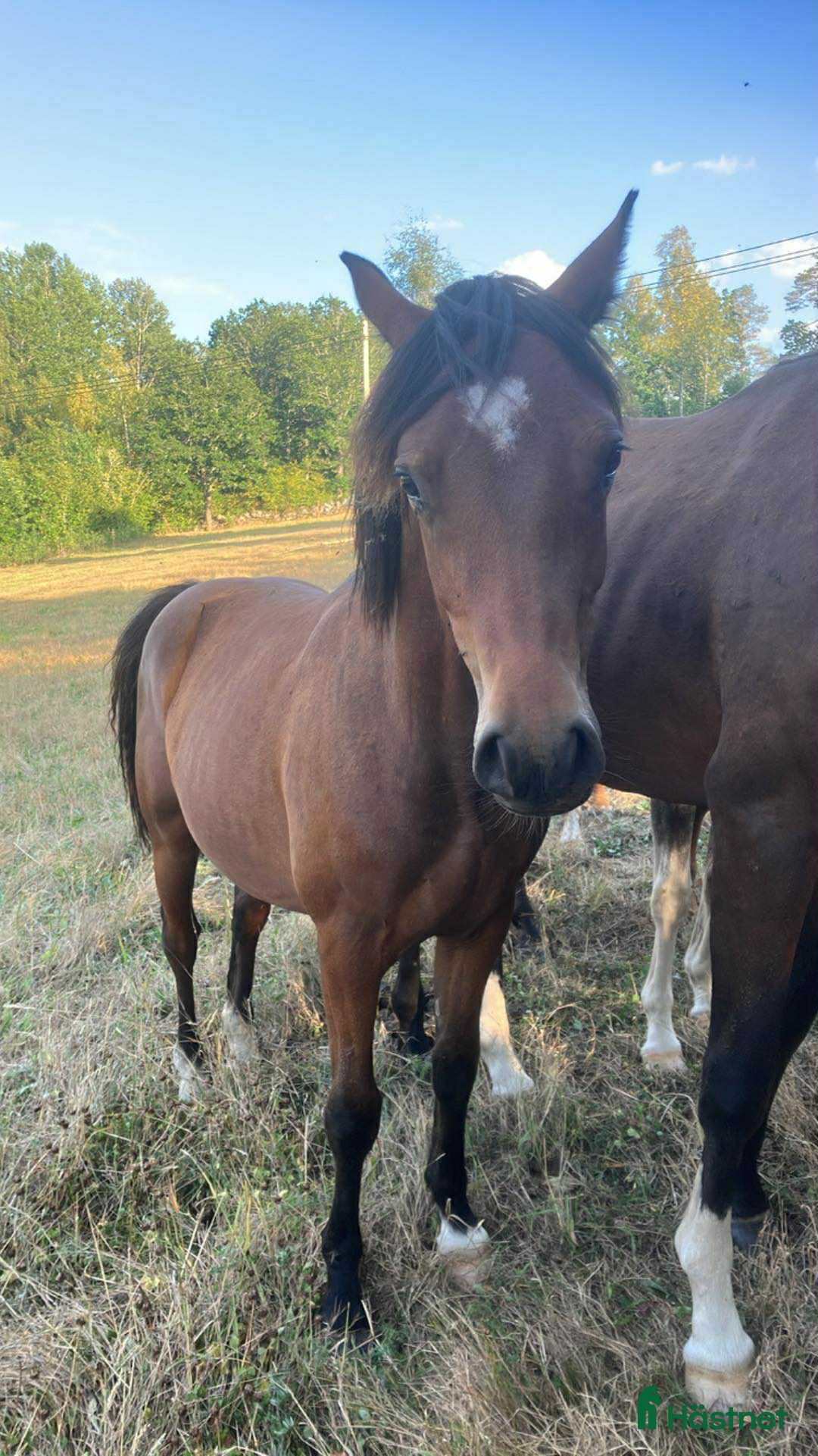 Allround hästar till salu: Welch cob hingst  i Hultsfred - Annons 4
