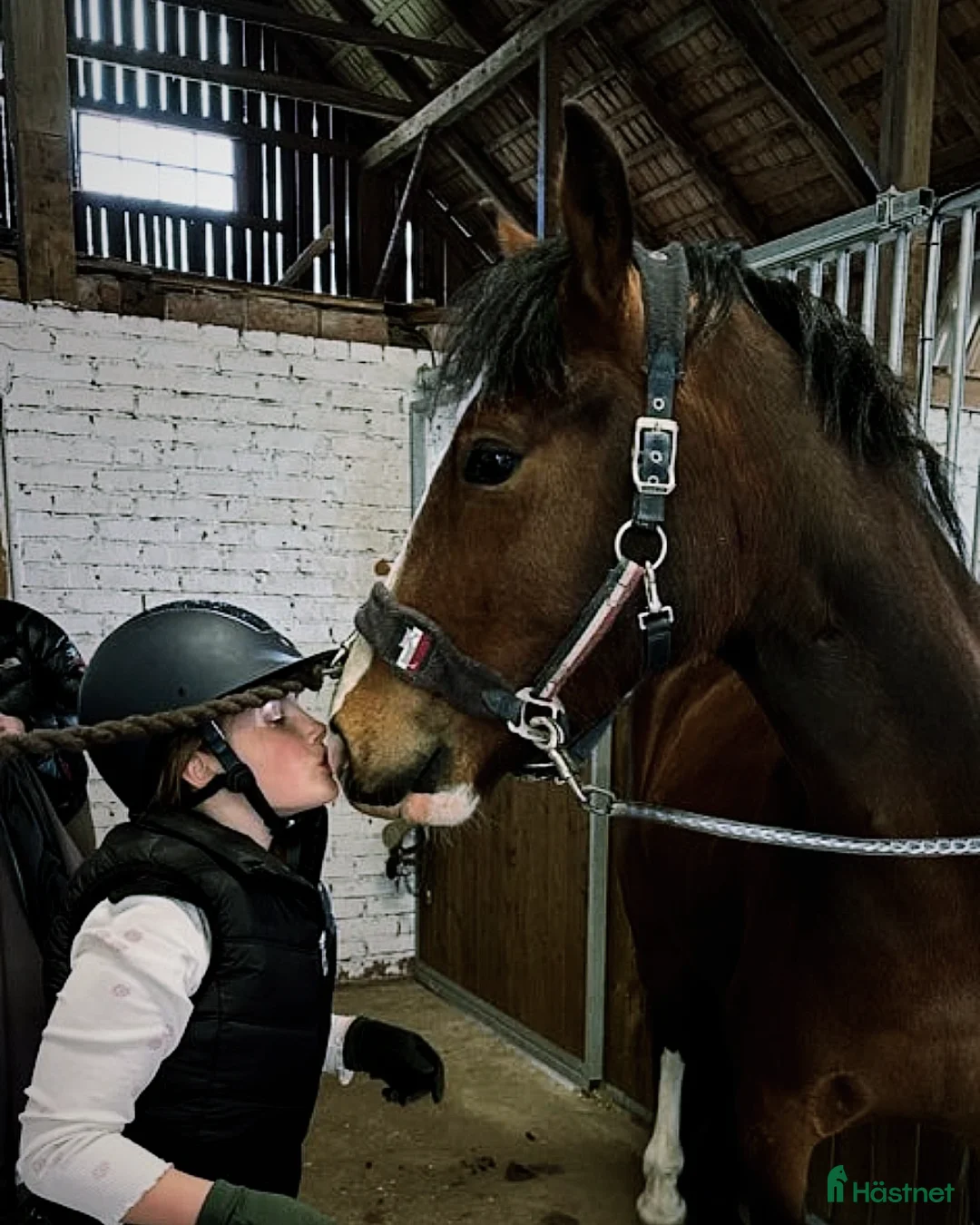 Allround hästar till salu: 3-årig hopptalang med bra gångarter!  i Hjo - Annons 3
