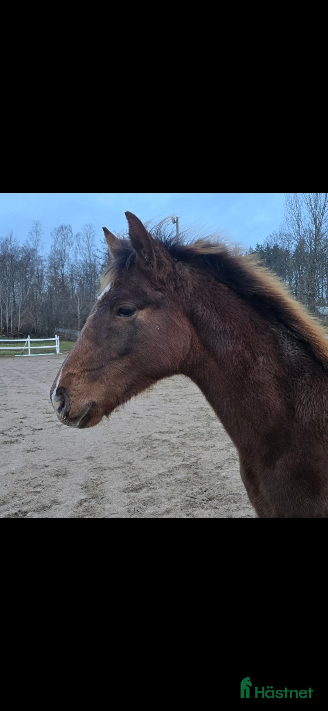  hästar Passa på!! Dressyr löfte med högt meriterad stam! - Annons 15