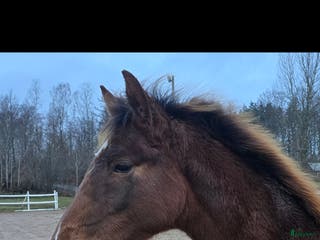 hästar Passa på!! Dressyr löfte med högt meriterad stam! - Annons 18