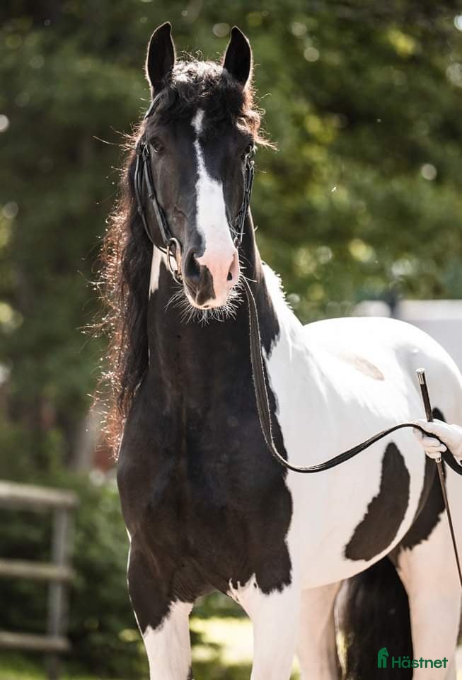  hästar Godkänd hingst - Annons 1