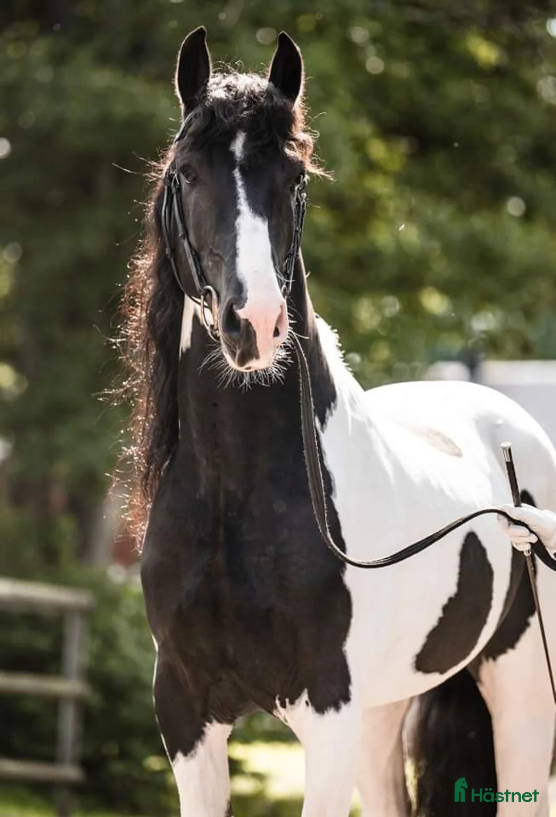 Dressyr hästar till salu: Godkänd hingst - Annons 1