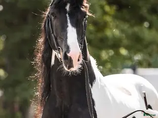hästar Godkänd hingst - Annons 1