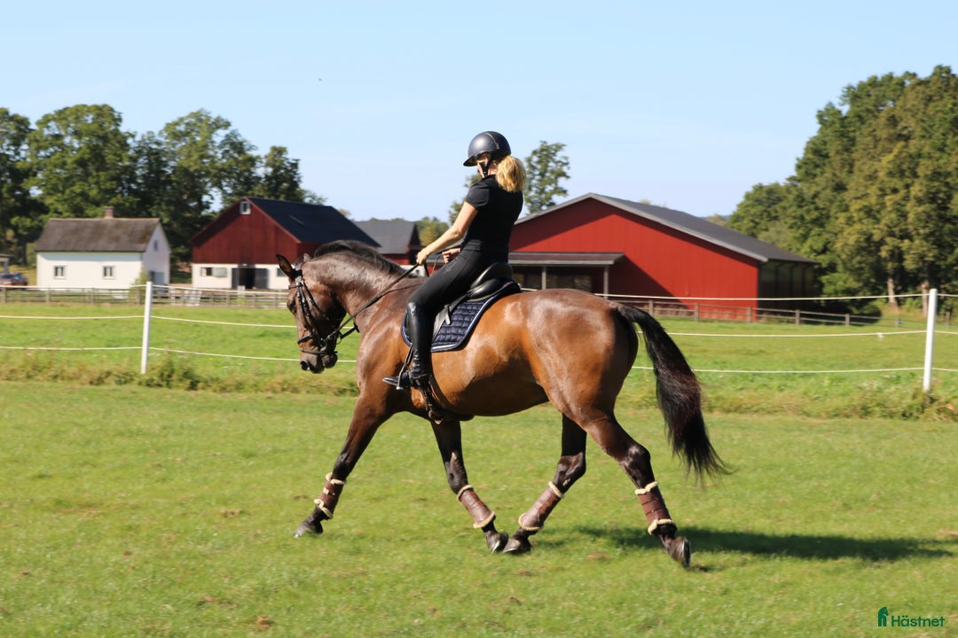 Dressyr hästar till salu: Mycket tävlingsvan och stabil valack i Sennan - Annons 3