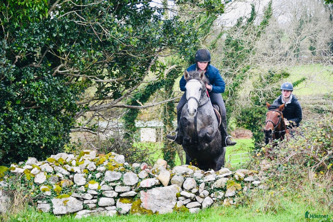 Allround hästar till salu: Allrounder ponies i Ljungby - Annons 12