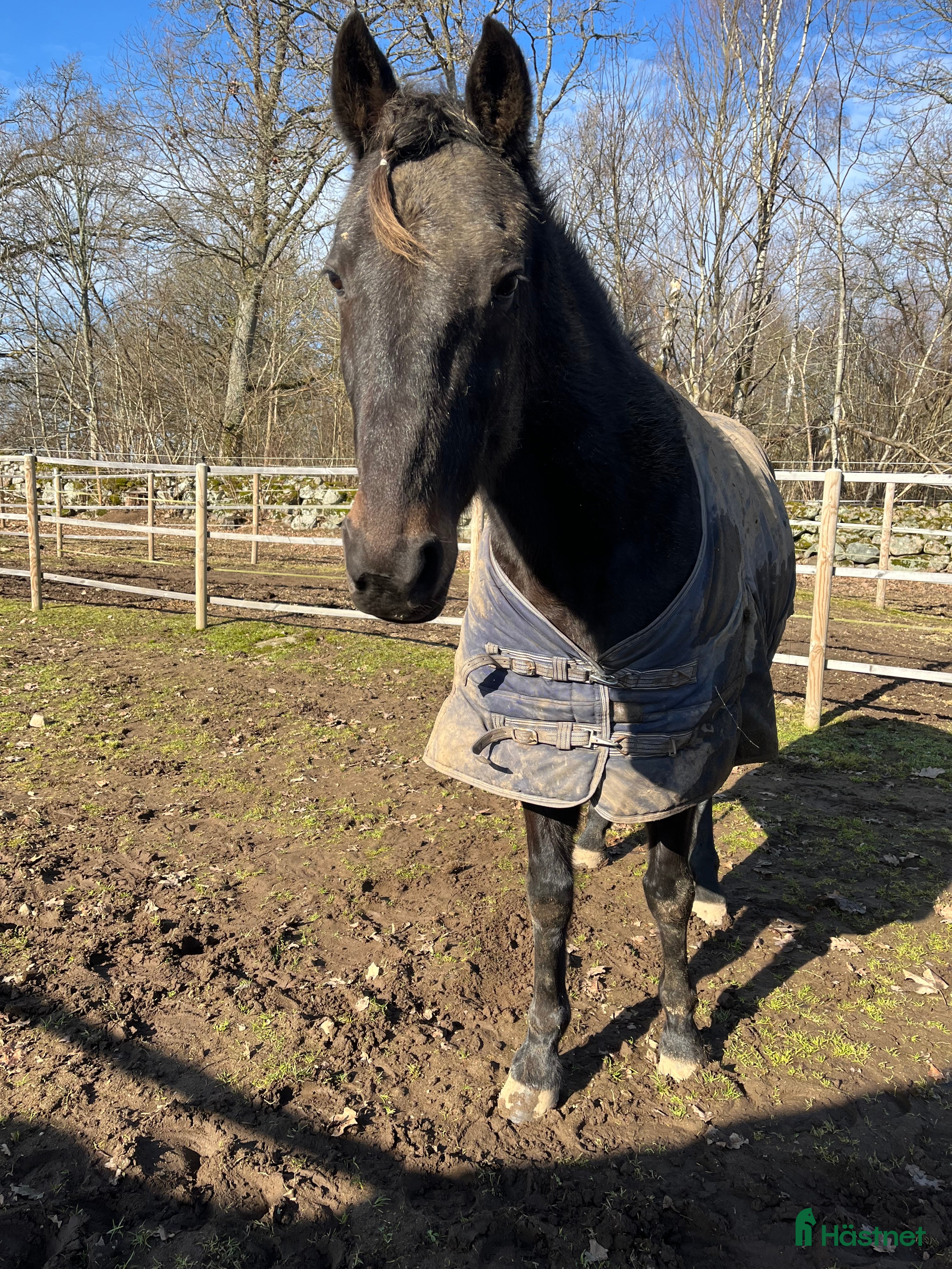  hästar Underbar familjehäst - Annons 16