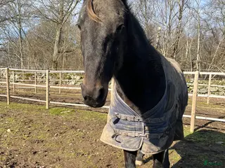 hästar Underbar familjehäst - Annons 16