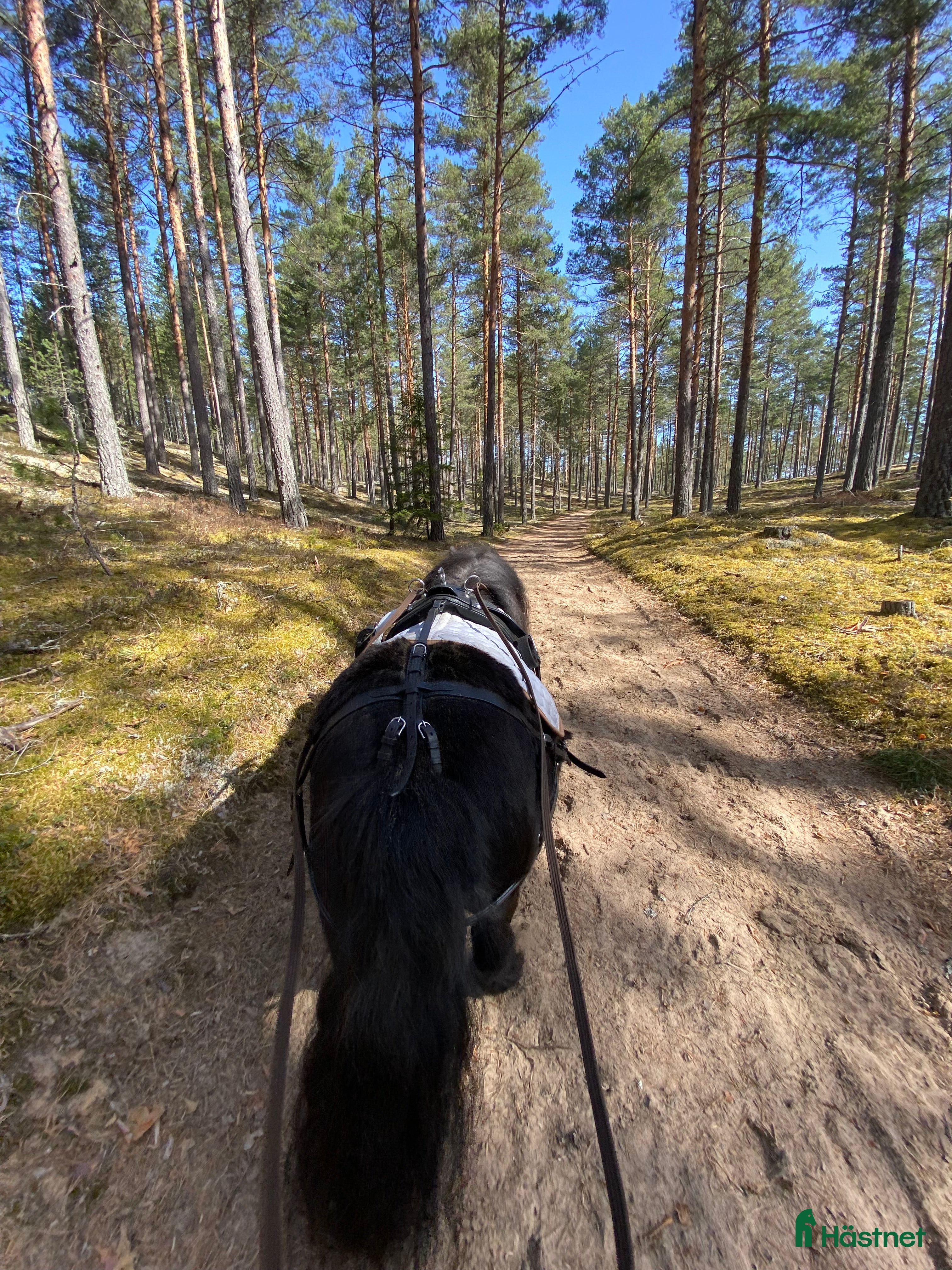 Övrig Hästutrustning hästutrustning till salu: Billig utrustning till den minsta! i Mora - Annons 1