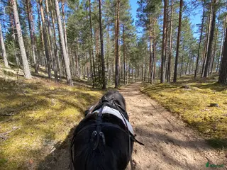 Övrig Hästutrustning hästutrustning Billig utrustning till den minsta! i Mora - Annons 1