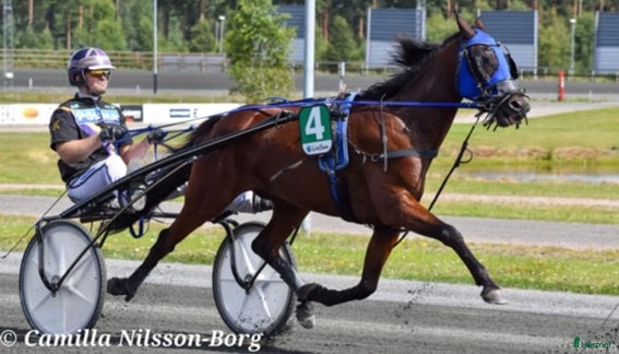 Travsulkys trav till salu: Sulky + värmningsvagn - Annons 1