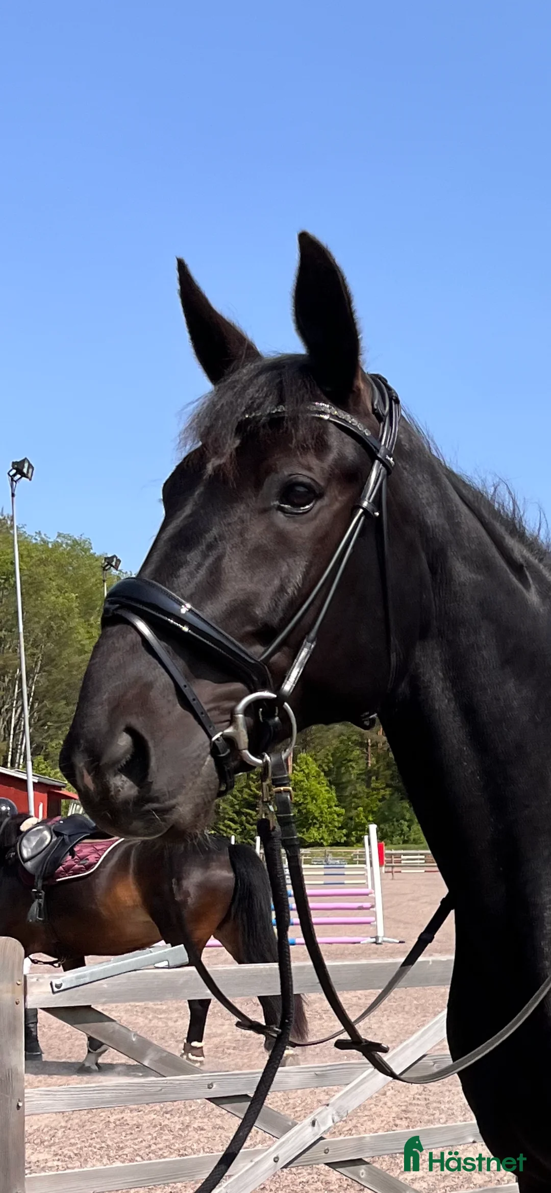 Allround hästar till salu: Blivande ridtravare - Annons 4