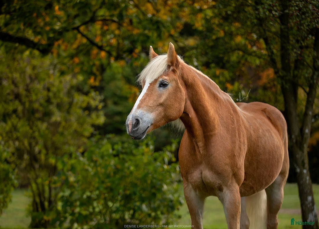 Allround hästar till salu: Skogsmulle söker nytt hem!  i Ljungbyhed - Annons 3