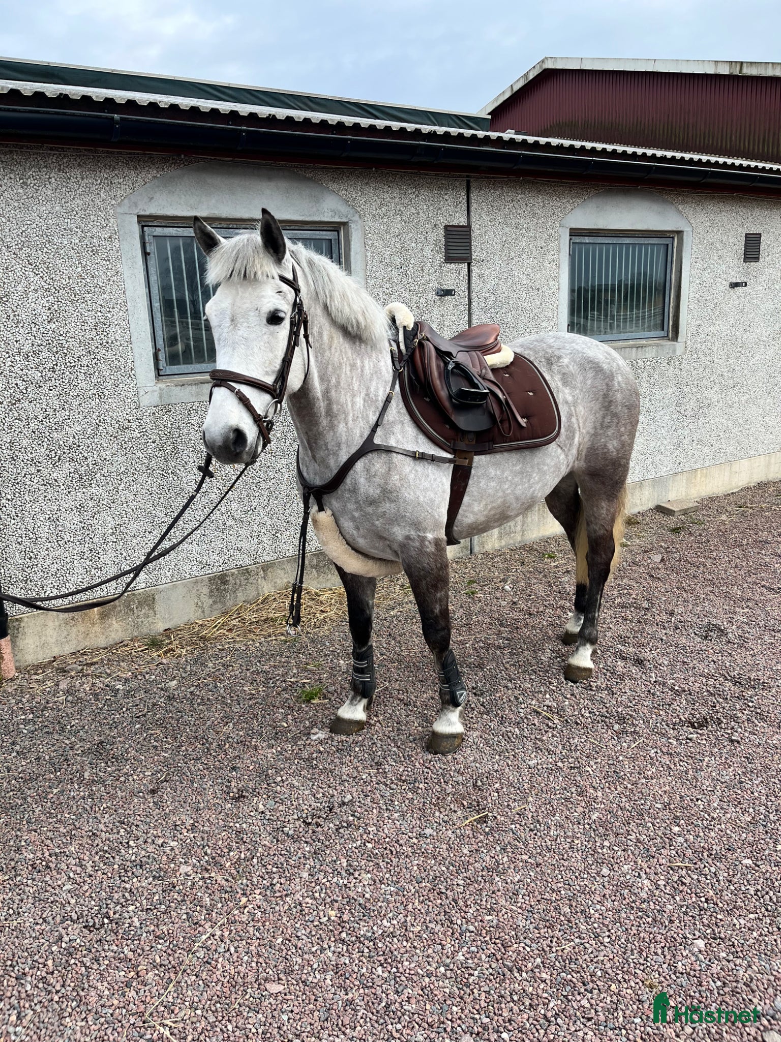  hästar D-PONNY PERFEKT FÖRSTA PONNY / VERKSAMHET  - Annons 2