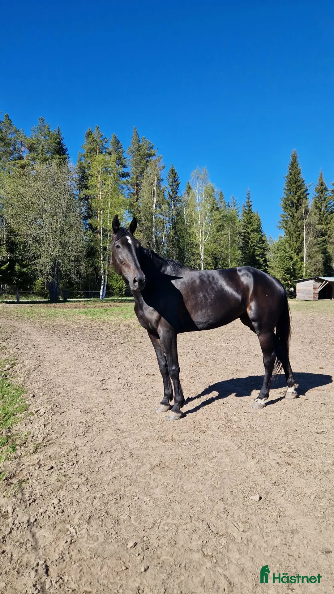 Allround hästar till salu: Varmblodssto  - Annons 1
