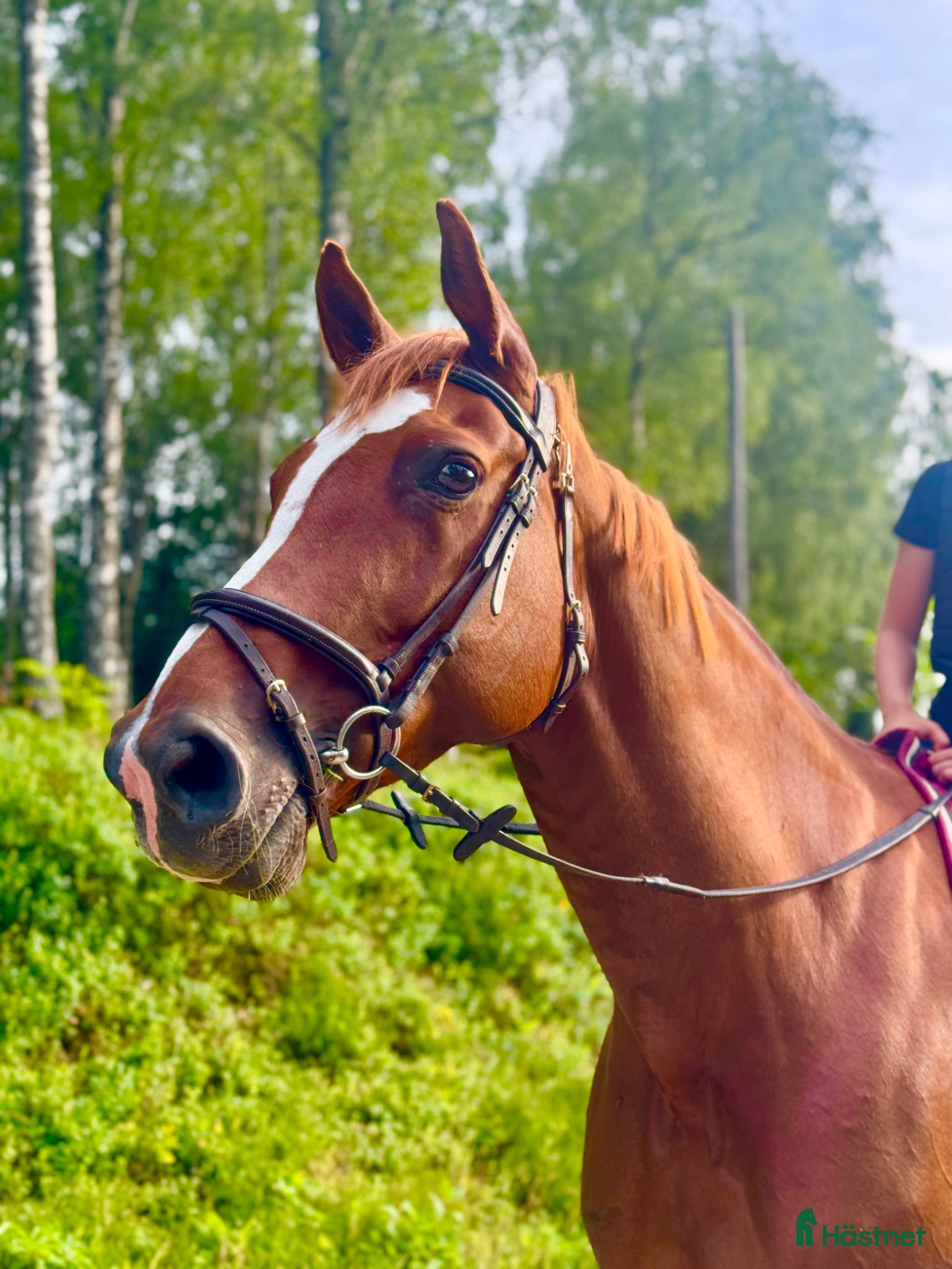  hästar Fantastisk häst! - Annons 17