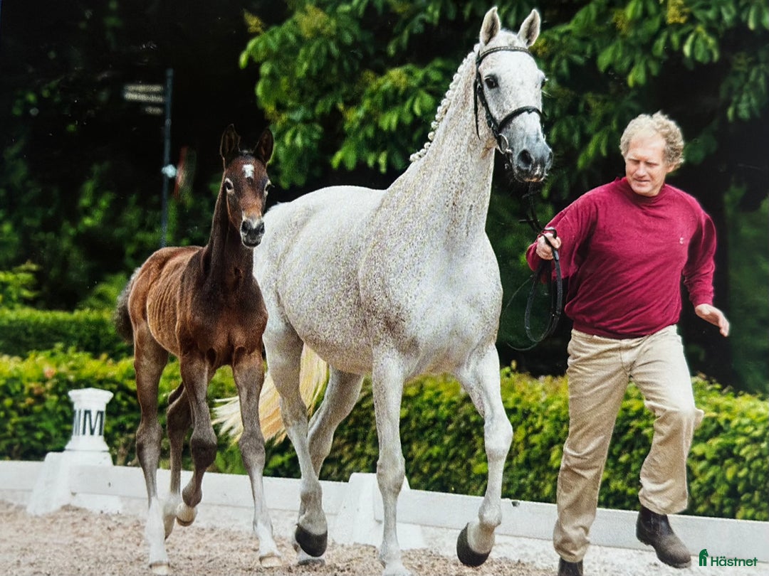  stallplats finnes: Hingst lösdrift utanför Linköping  i Linköping - Annons 1