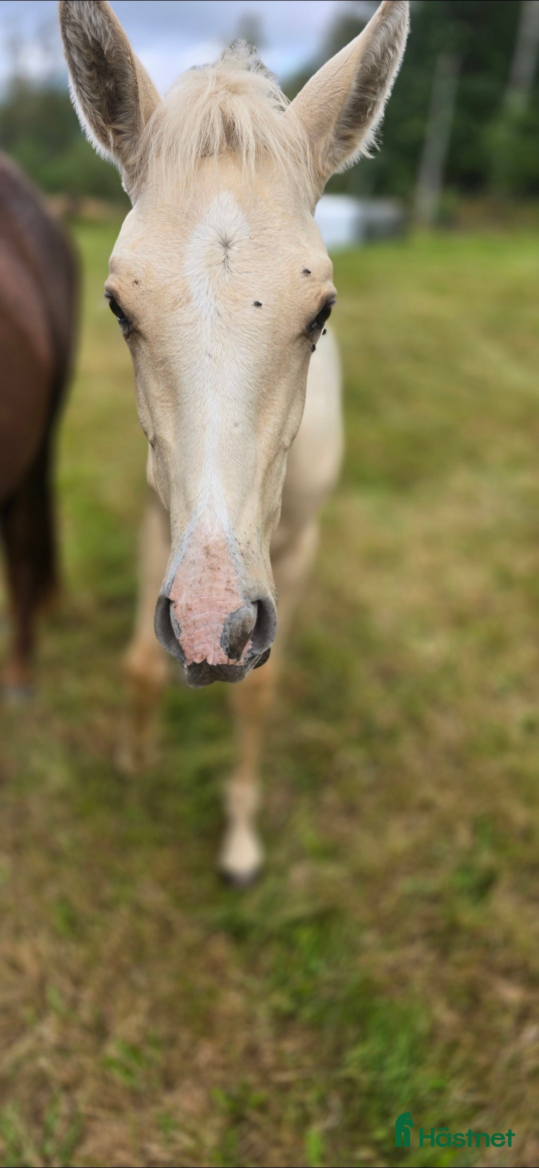 Dressyr hästar till salu:  PRE kille för den kräsna 💙 Palomino. Passa på i Veddige - Annons 27