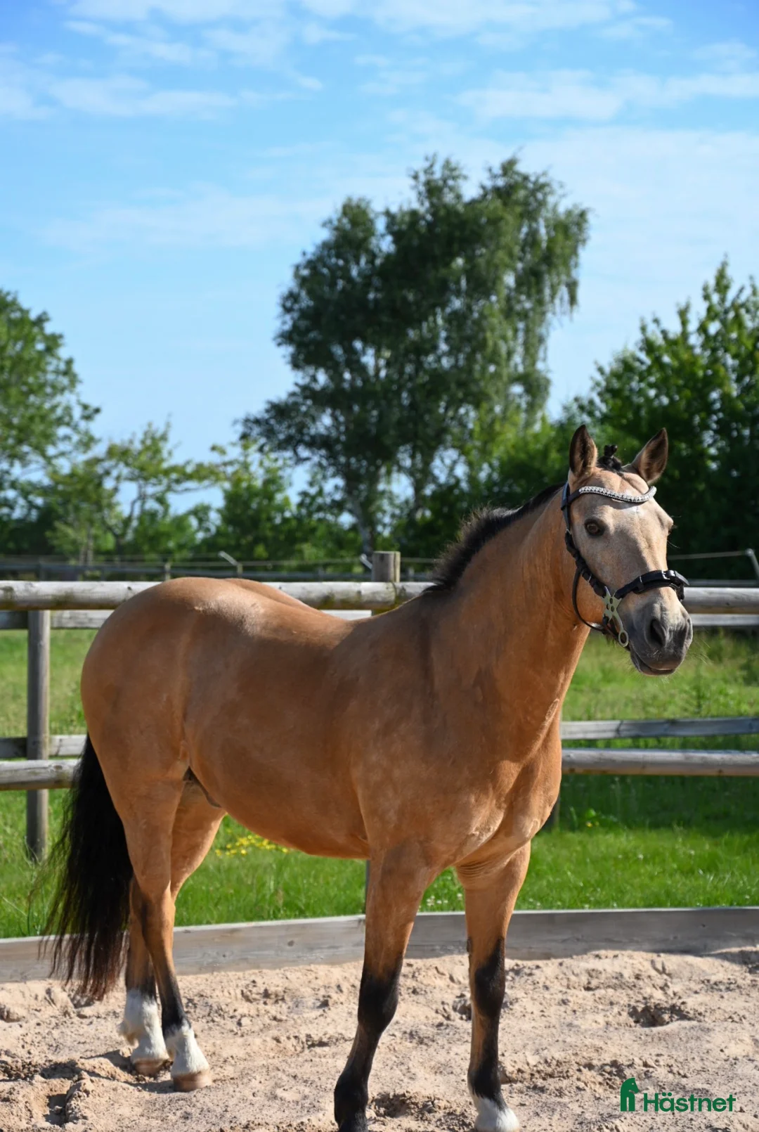 Allround hästar till salu: Underbaraste c-ponnyn - Annons 2