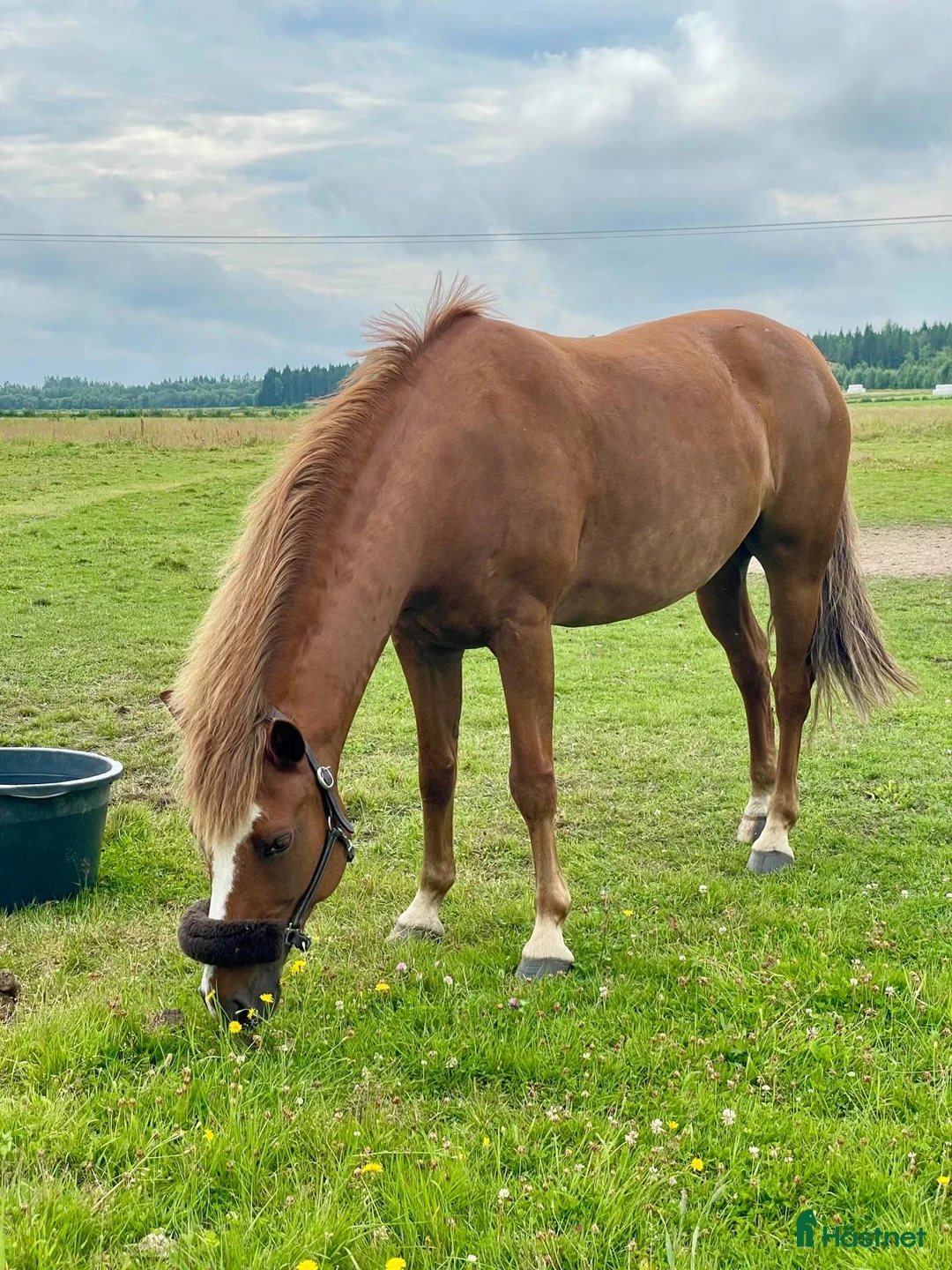  stallplats finnes: Stallplats med bete i Umeå - Annons 1