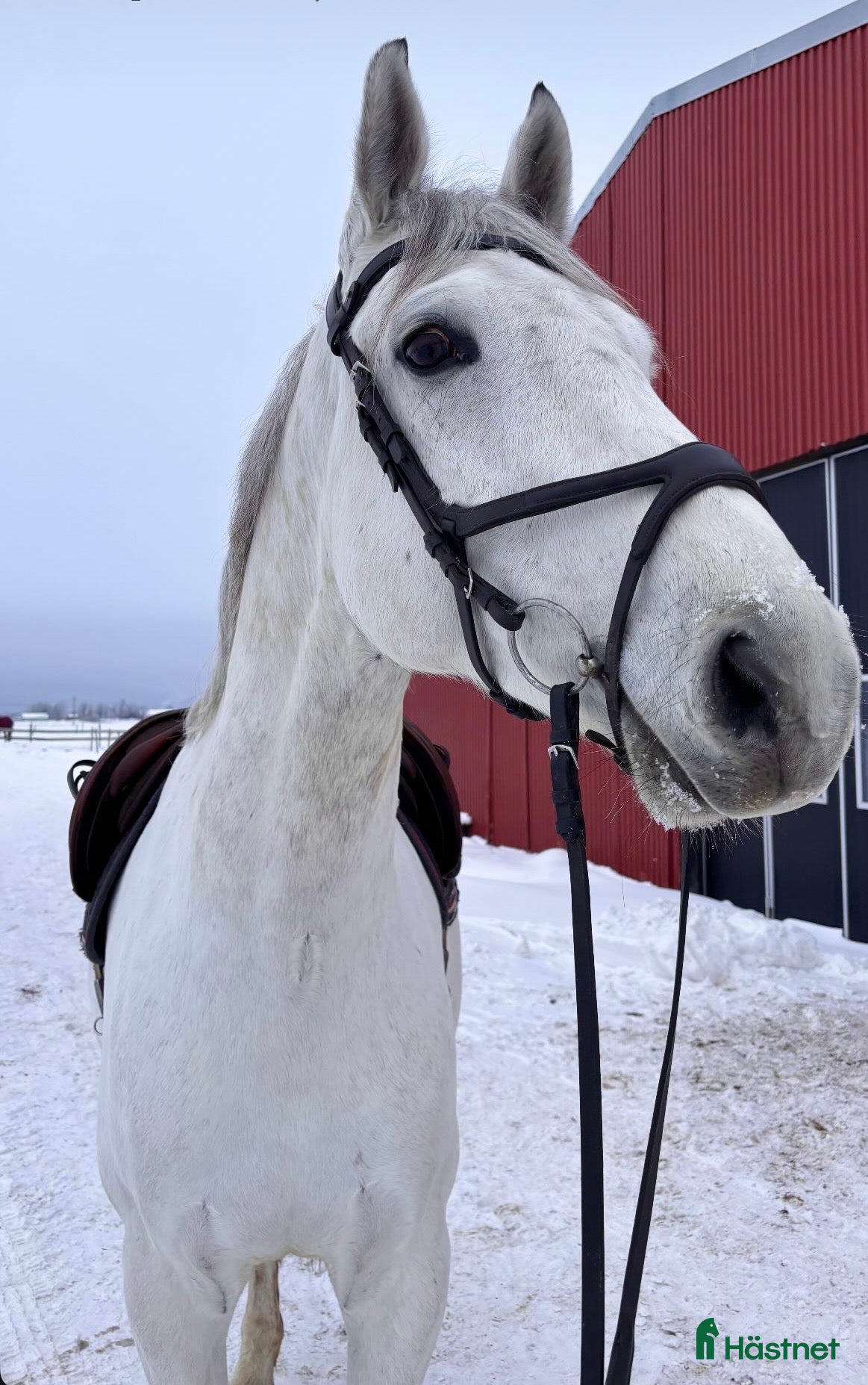 hästar Snygg valack! i Trollhättan - Annons 15