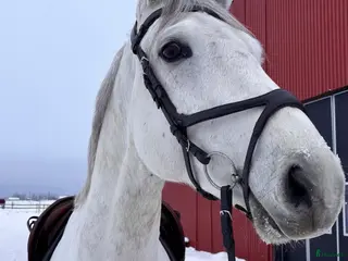 hästar Snygg valack! i Trollhättan - Annons 15