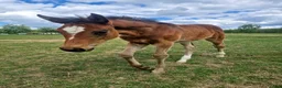 Hoppning hästar till salu: Stoföl med toppstam för hoppsporten! ✨️ - Annons 1