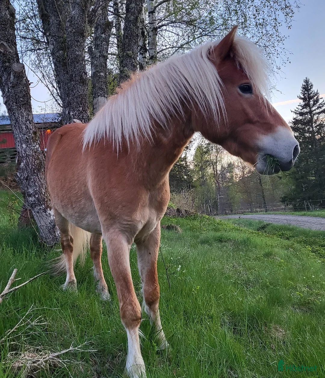  medryttarhäst finnes: 4årigt Russ söker medryttare - Annons 2