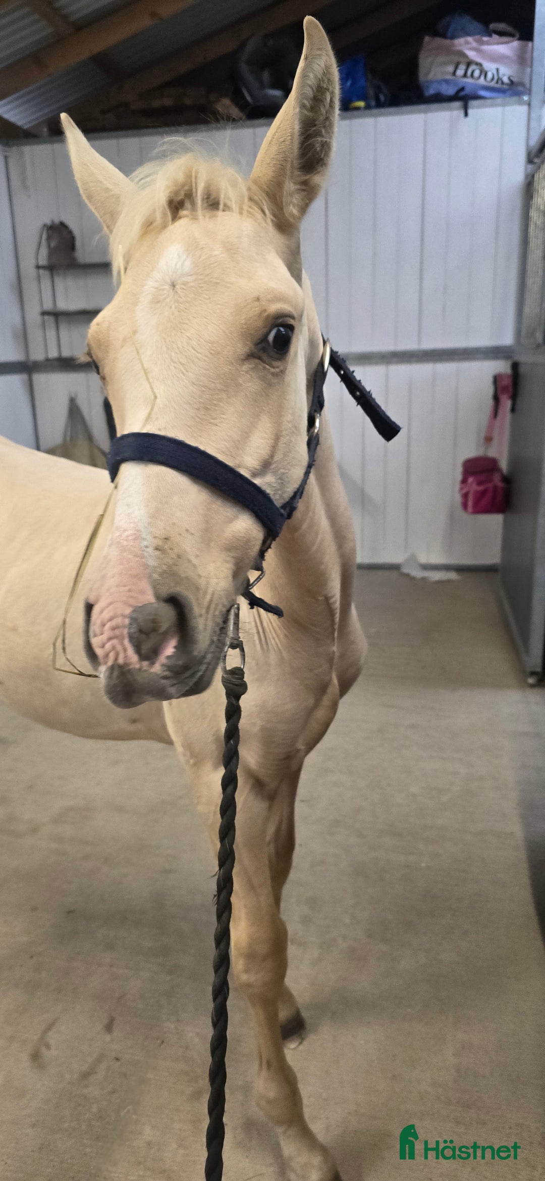 Dressyr hästar till salu:  PRE kille för den kräsna 💙 Palomino. Passa på i Veddige - Annons 10