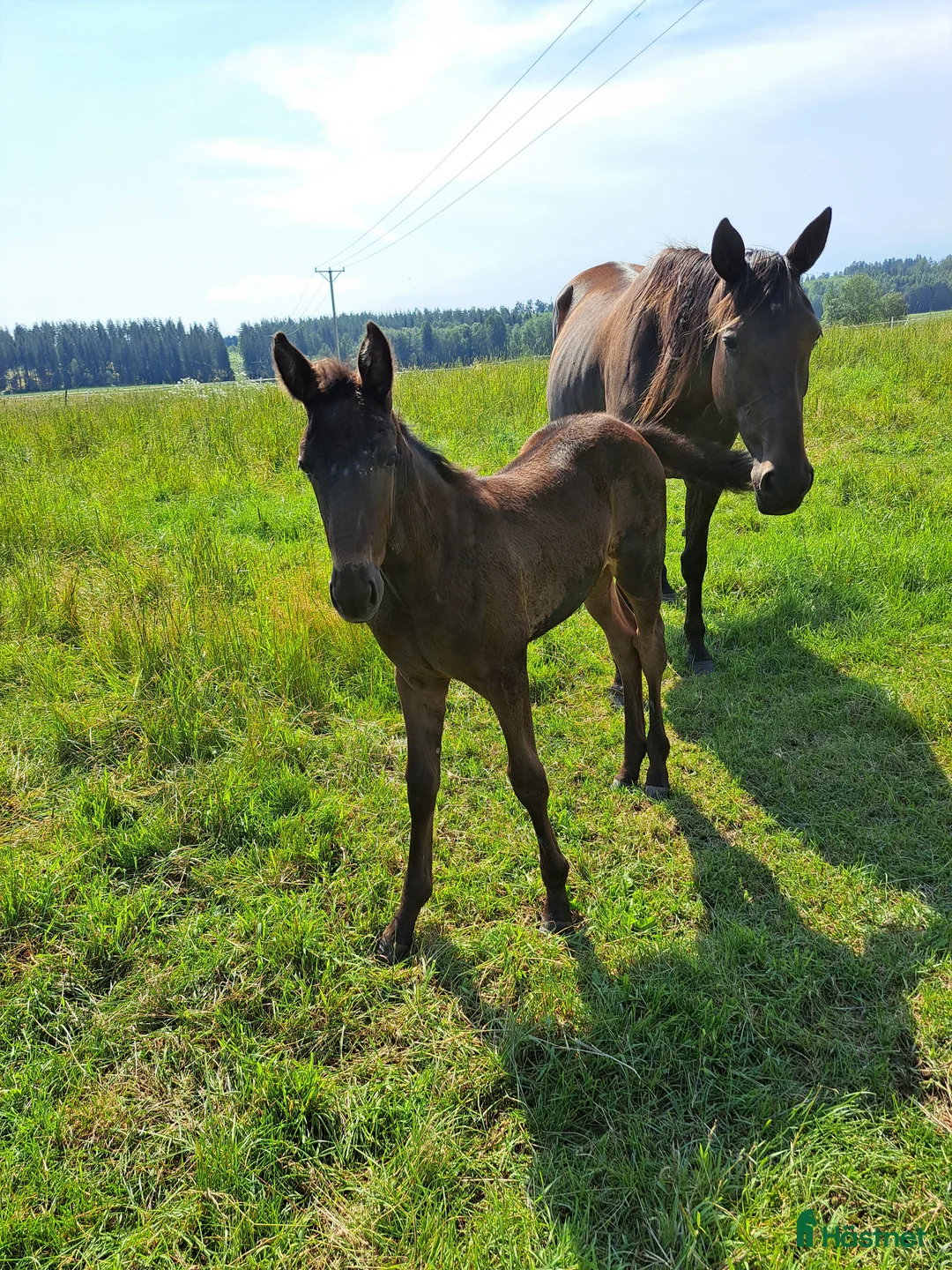 Avelshästar hästar till salu: Fint fölsto eller ridkompis? i Vallentuna - Annons 1