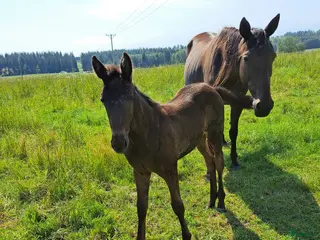 hästar Fint fölsto eller ridkompis? i Vallentuna - Annons 2