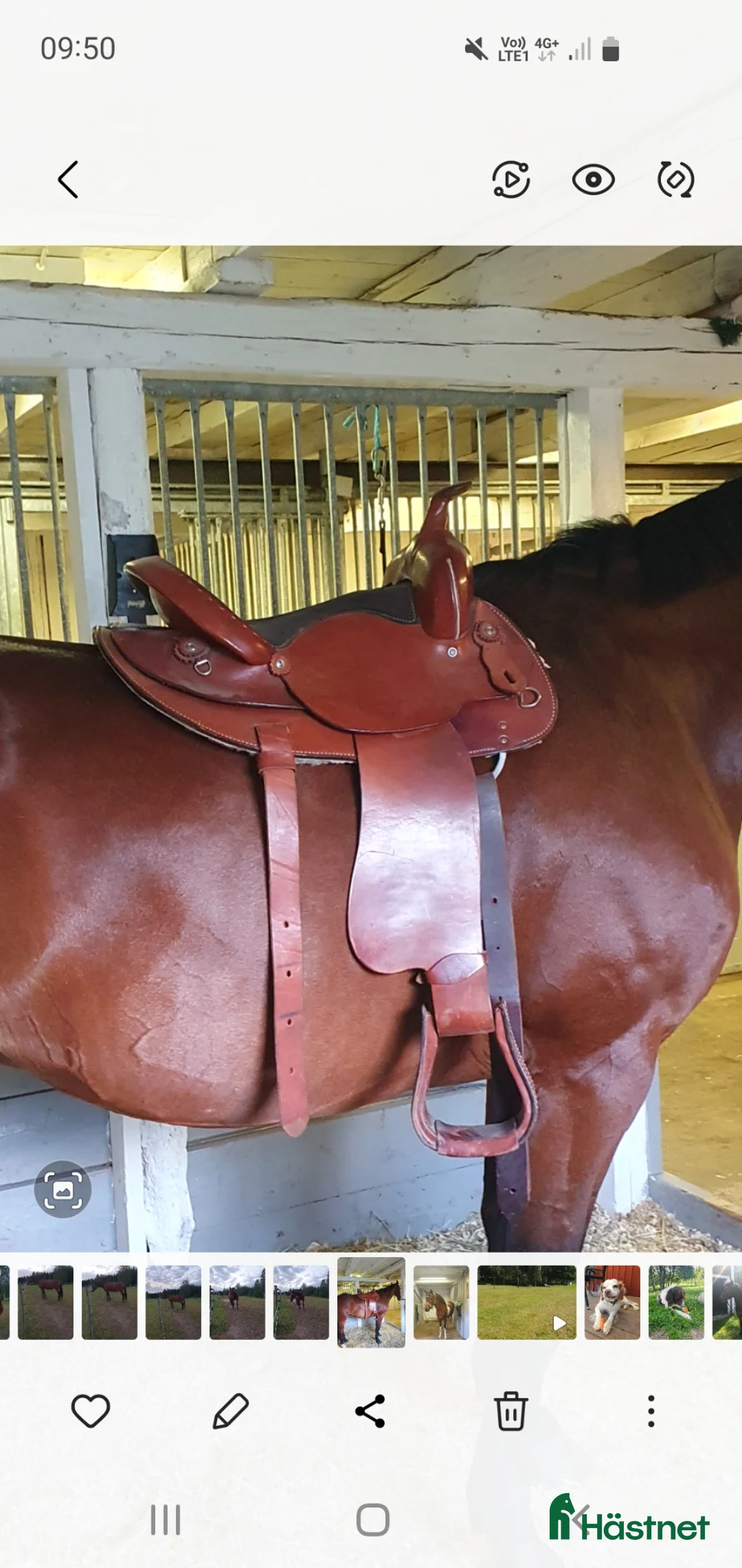 Sadlar hästutrustning till salu: Westernsadel - Annons 2