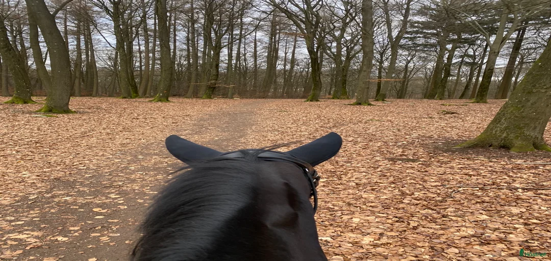 Galleribild {{count}}